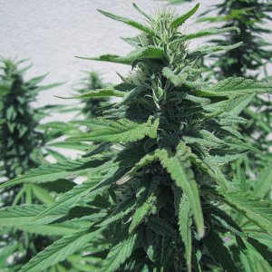 5-somango bud.JPG