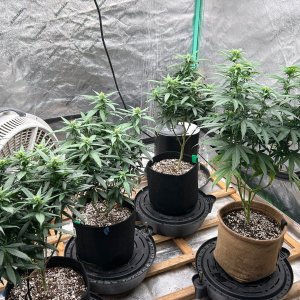 P2 clones 7-29-24 F18 tent.JPG