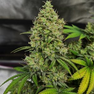 GB 7-30-24 F68 bud.JPG