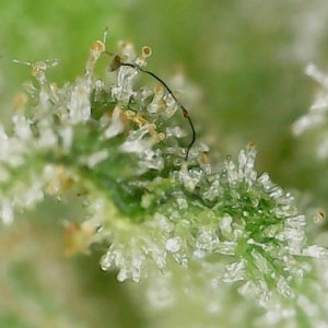 GB 7-30-24 F68 trichs (2).jpg