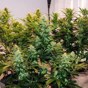 Tabletop Grow featuring MAC #1 Auto by Dutch Passion