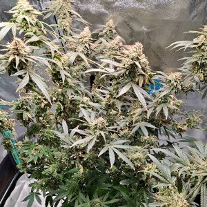 Purple Ghost Candy 07-28f.jpg