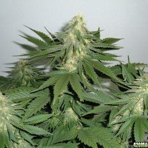 NorthernLights_51