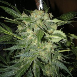 himalaya blue diesel auto flower