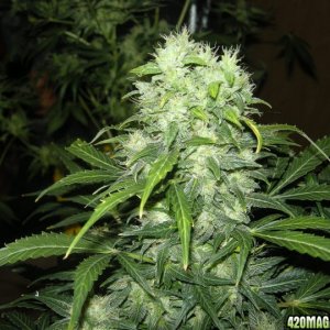 himalaya blue diesel