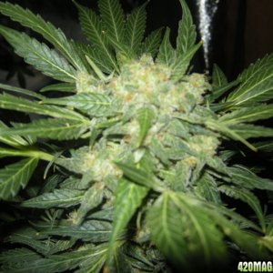 himalaya blue diesel