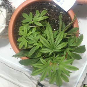 plant_0041