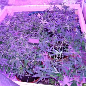 600 LED SCROG