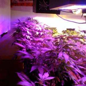 Guru Grow Lights test