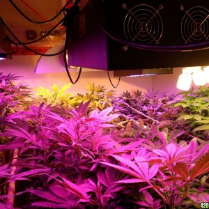 Guru Grow Lights test