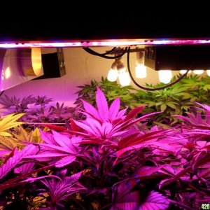 Guru Grow Lights test