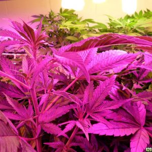 Guru Grow Lights test