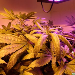 Guru Grow Lights test