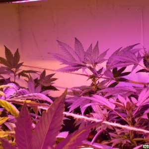 Guru Grow Lights test