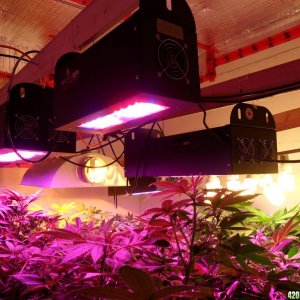 Guru Grow Lights test