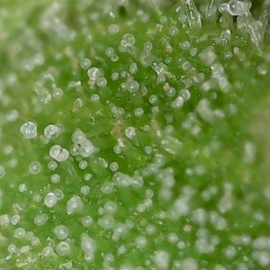 GB 8-3-24 F72 trichs (2).jpg