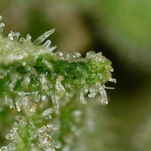 GB 8-3-24 F72 trichs (3).jpg