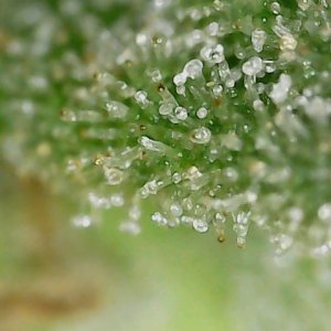 GB 8-3-24 F72 trichs (5).jpg