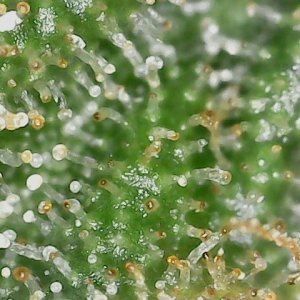 FKC2 8-3-24 F72 trichs (1).jpg