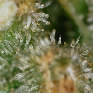 FKC2 8-3-24 F72 trichs (2).jpg