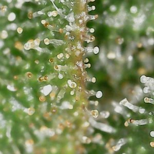 FKC2 8-3-24 F72 trichs (3).jpg