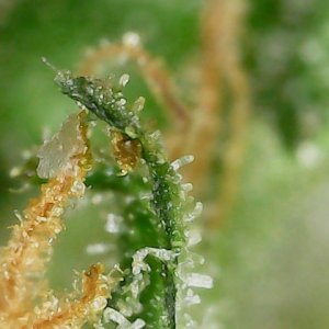 FKC1 8-3-24  F72 trichs (2).jpg