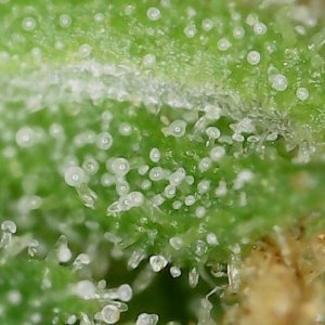 FKC1 8-3-24  F72 trichs (3).jpg