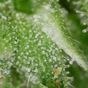 FKC1 8-3-24  F72 trichs (4).jpg