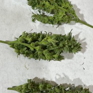 Bud3.jpg