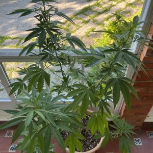 Amnesia Haze 14 weeks