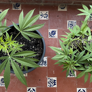 Amnesia Haze Clone & Amnesia Haze Bonsai