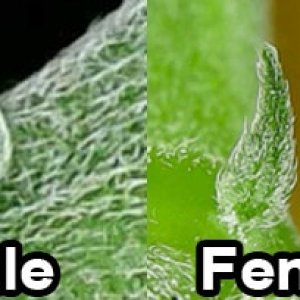 cannabis-preflower-comparison.jpg