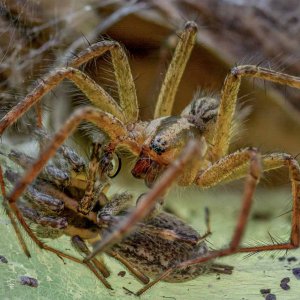 Spiders mating game4.jpg