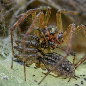 Spiders mating game--5.jpg