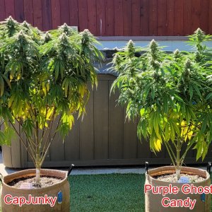 20240805_091059 Summer Grow flip day 31.jpg