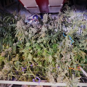 PGC harvest Aug 2024 (3).JPG