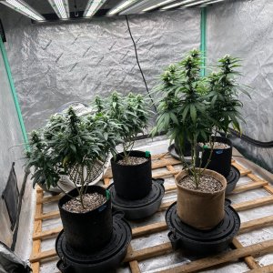 P2 Clones 8-6-24 F26 tent.JPG