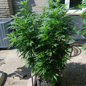 Gorilla Glue 10 August 2024.jpg