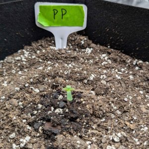 Purple_Punch_Auto_seedling.jpg