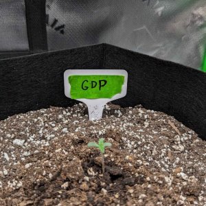 Granddaddy_Purple_Auto_seedling.jpg