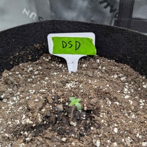 Do_si_dos_Auto_seedling.jpg