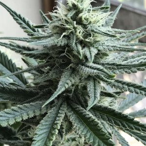 Moby Dick (Mary)-Day 23F-z.JPG