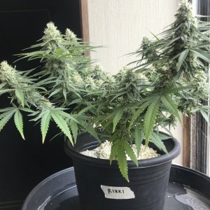 Raspberry Cough (Rikki)-Day 27F-e.JPG