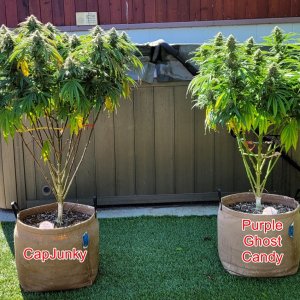 20240812_090816 Summer grow flip day 38.jpg