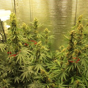 PGC girls close to harvest.JPG