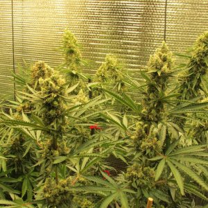 PGC close to harvest.JPG