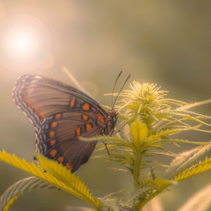 Morning Butterfly on Cannabis.jpg