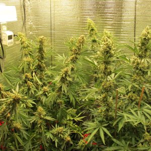 PGC close to harvest.JPG