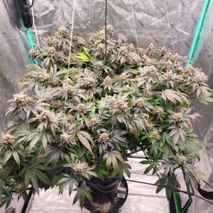 Banana Jealousy flip day# 63 flower day# 52