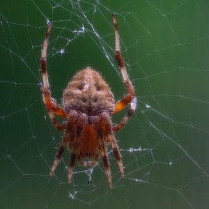 Orb Weaver Close up-1.jpg